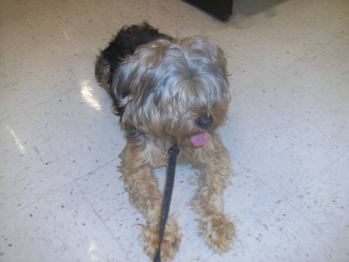 ROCHA, an adopted Silky Terrier & Poodle Mix in Pittsburg, CA_image-3