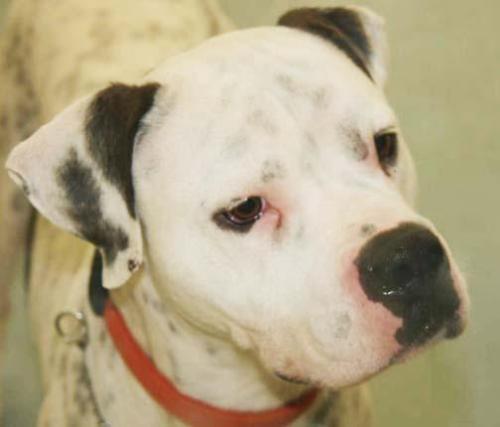 Spot, an adopted American Bulldog in New Hope, PA_image-3