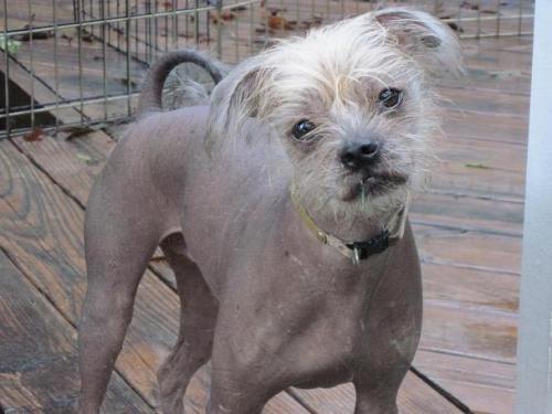Moto (NC), an adopted Chinese Crested Dog & Pug Mix in Durham, NC_image-3