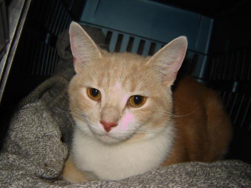 Cat For Adoption Smurfette A Domestic Short Hair Mix In