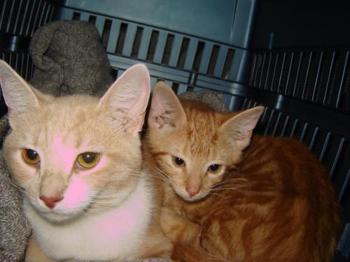 Cat For Adoption Smurfette A Domestic Short Hair Mix In
