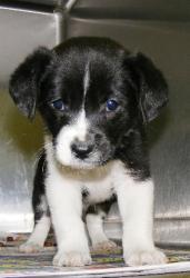 Beagle Cutie Boy 2