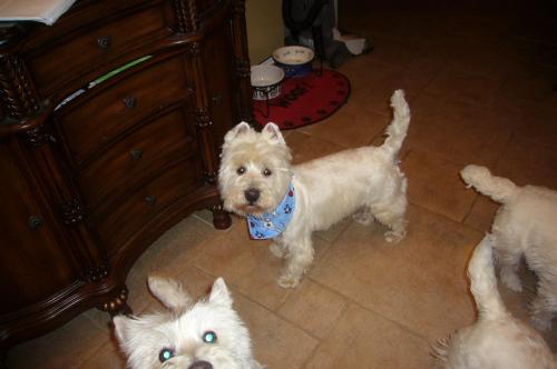 Doogie, an adopted West Highland White Terrier / Westie in Huntington Beach, CA_image-2