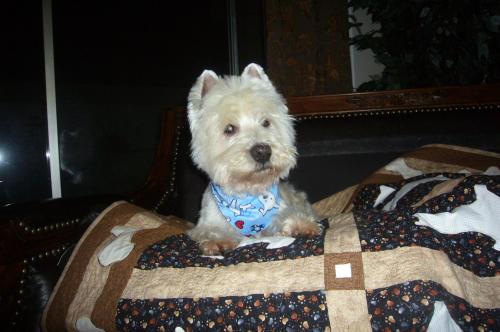 Doogie, an adopted West Highland White Terrier / Westie in Huntington Beach, CA_image-3