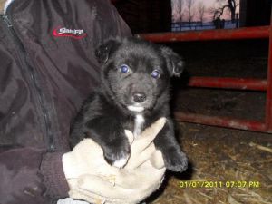 Corgi mix litter