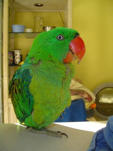 Great Billed Parrot detail page