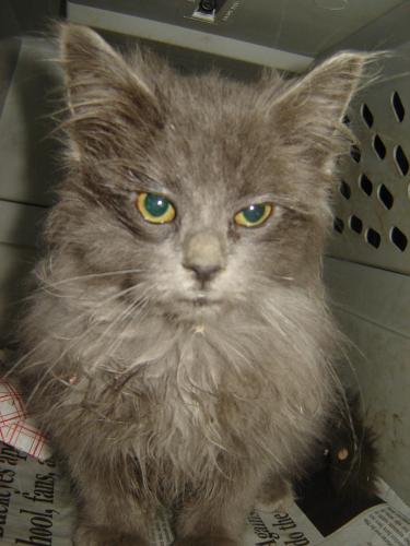 Wooly Bully -maine coon/nebelung mix 2
