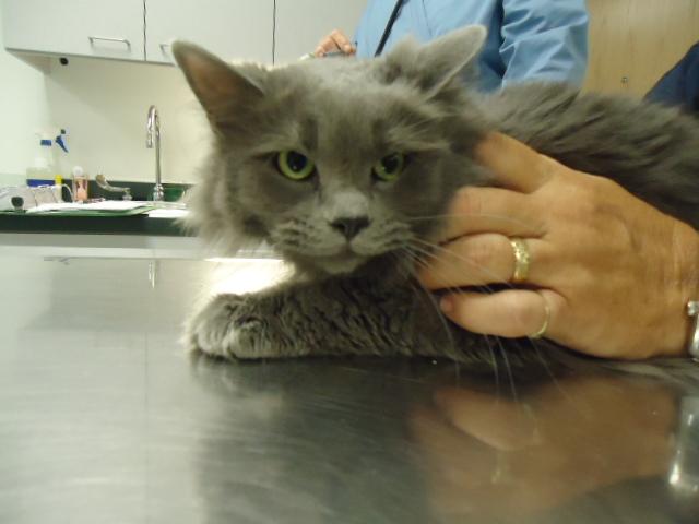 Wooly Bully -maine coon/nebelung mix 1