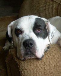 Huey, an adopted American Bulldog in Minneapolis, MN_image-1