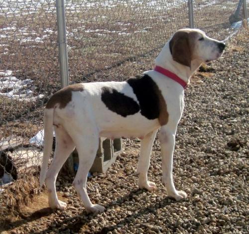 Gracie, an adopted Treeing Walker Coonhound in Seymour, IN_image-1