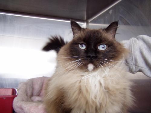 Abigail....adopted, an adopted Himalayan in Cedaredge, CO_image-1