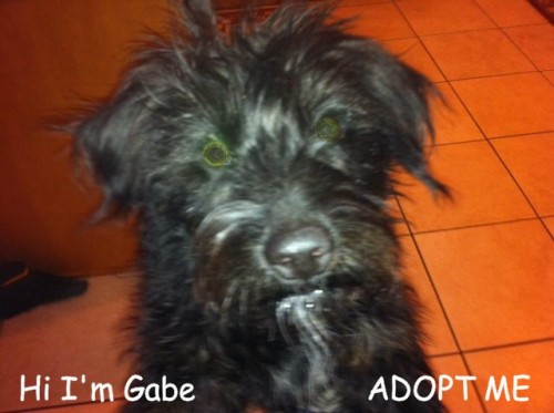 NJ - Gabe, an adopted Poodle & Labrador Retriever Mix in Jackson, NJ_image-1