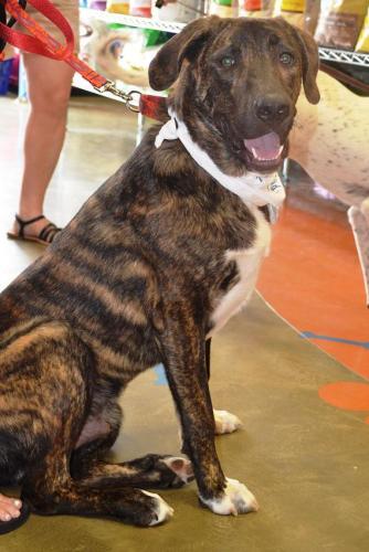 Trace -  ADOPTED! 3
