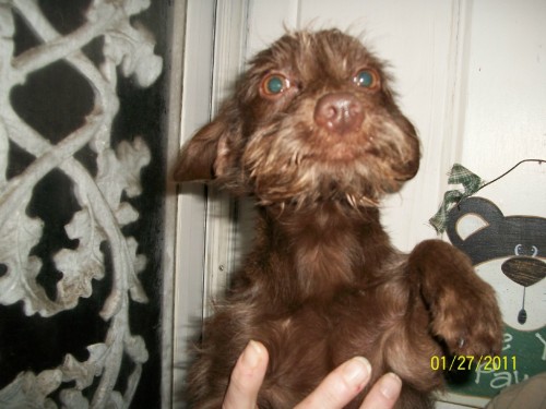 MD - Ewok, an adopted Poodle & Chihuahua Mix in Towson, MD_image-1