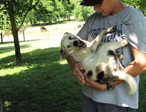 Dog For Adoption Andre Lethal White Aussie Mix An Australian Shepherd Mix In Gallatin Tn Petfinder