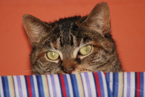 Molly, an adoptable Domestic Short Hair in Southold, NY_image-2