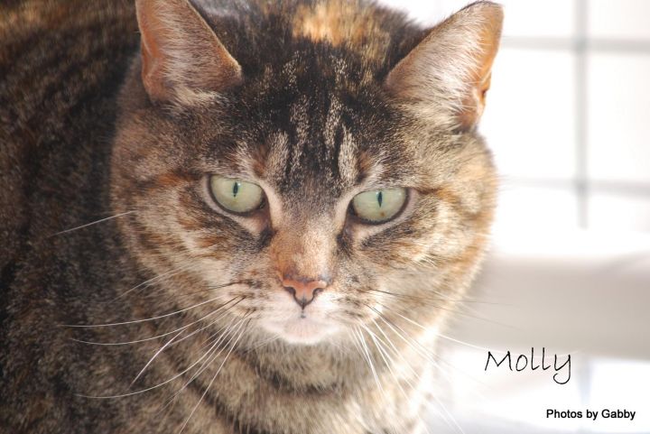 Molly, an adoptable Domestic Short Hair in Southold, NY_image-3
