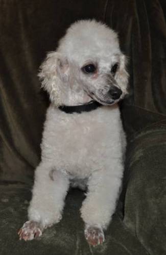 TINA, an adopted Poodle in Elk River, MN_image-1