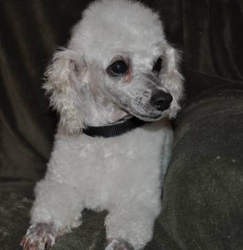 TINA, an adopted Poodle in Elk River, MN_image-2