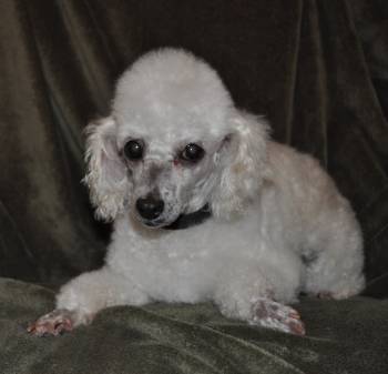 TINA, an adopted Poodle in Elk River, MN_image-3