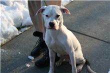Lewis, an adopted American Bulldog in Jarrettsville, MD_image-1
