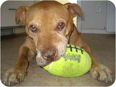 Sampson, an adopted Pit Bull Terrier & Shar-Pei Mix in Lancaster, CA_image-1