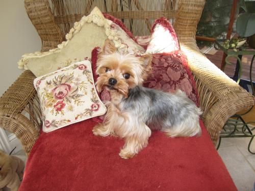 Glitter, an adopted Yorkshire Terrier in Taunton, MA_image-2