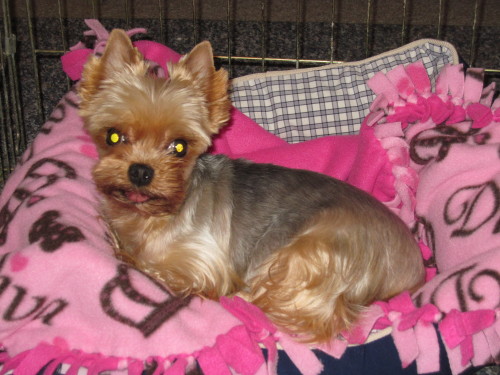 Glitter, an adopted Yorkshire Terrier in Taunton, MA_image-3