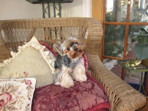 Ivy, an adopted Yorkshire Terrier in Taunton, MA_image-1
