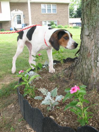 Xena, an adopted Coonhound in Shippensburg, PA_image-1