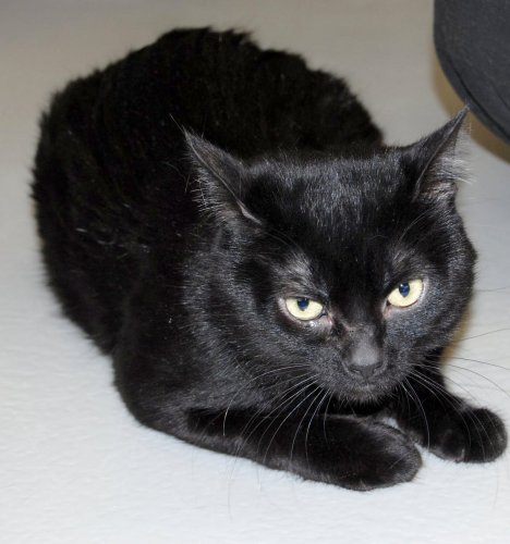Merlin *VERY affectionate and Playful!*
