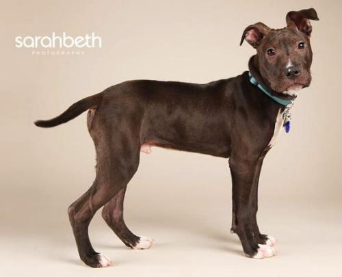 Oz, an adopted American Staffordshire Terrier in Minneapolis, MN_image-2