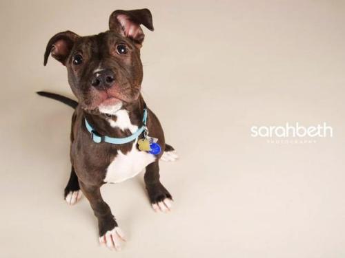Oz, an adopted American Staffordshire Terrier in Minneapolis, MN_image-3