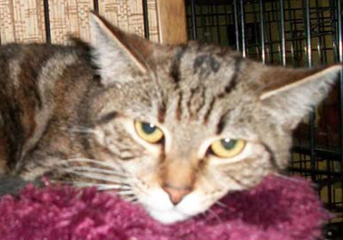 Esme, an adoptable Tabby in Philippi, WV, 26416 | Photo Image 1