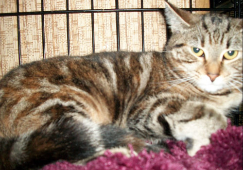 Esme, an adoptable Tabby in Philippi, WV, 26416 | Photo Image 2
