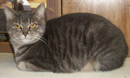Talia, an adoptable Tabby in Philippi, WV, 26416 | Photo Image 2