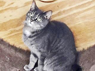 Talia, an adoptable Tabby in Philippi, WV_image-1