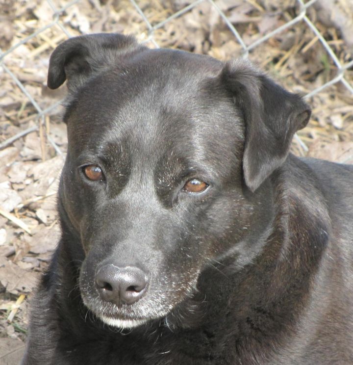 Shea, an adoptable Black Labrador Retriever Mix in Oakland, AR_image-1