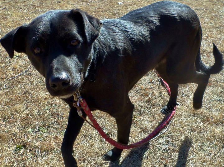 Shea, an adoptable Black Labrador Retriever Mix in Oakland, AR_image-2