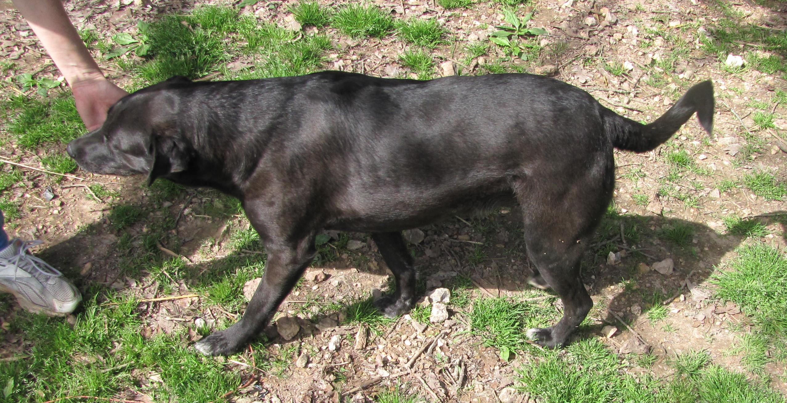 Shea, an adoptable Black Labrador Retriever in Oakland, AR, 72661 | Photo Image 3