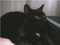 Cupid, an adoptable Domestic Short Hair in South Plainfield, NJ, 07080 | Photo Image 1