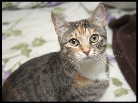 Mazie, an adopted Tabby & Calico Mix in Newtown, CT_image-1