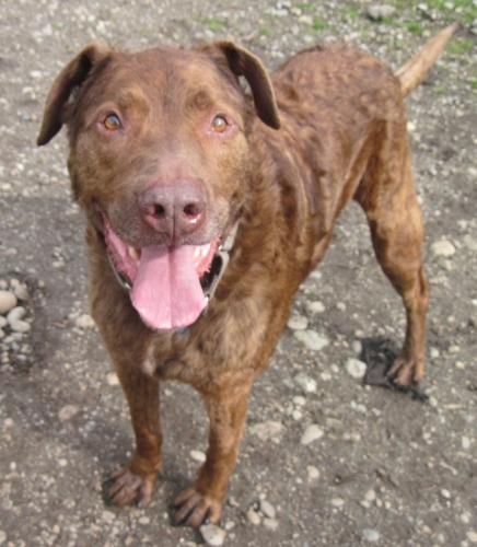 Buddy, an adopted Chesapeake Bay Retriever & Chocolate Labrador Retriever Mix in Shelton, WA_image-1