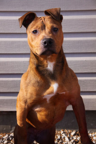 Jenny, an adoptable Pit Bull Terrier, Beagle in Godfrey, IL, 62035 | Photo Image 3