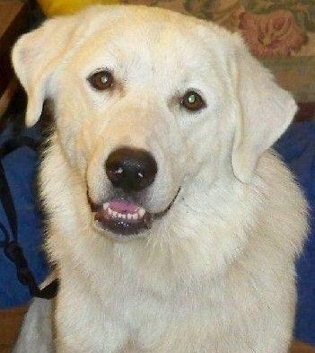 OK Fosters Needed!!, an adoptable Great Pyrenees in Yukon, OK_image-1
