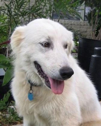 OK Fosters Needed!!, an adoptable Great Pyrenees in Yukon, OK_image-3