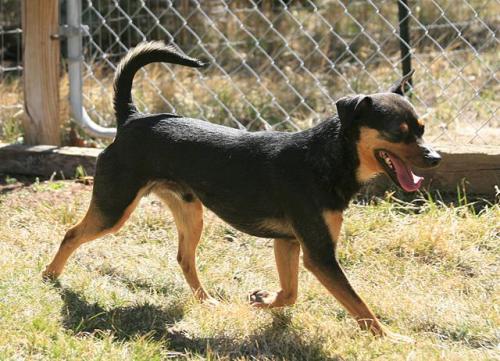 Tyson, an adoptable Terrier in Durango, CO, 81301 | Photo Image 1