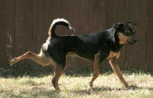 Tyson, an adoptable Terrier in Durango, CO, 81301 | Photo Image 3