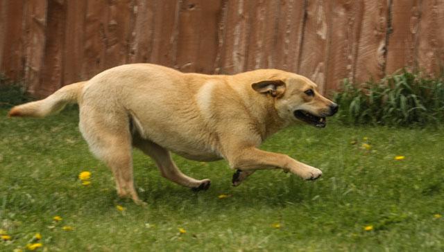 Dog For Adoption Annabella A Corgi Carolina Dog Mix In