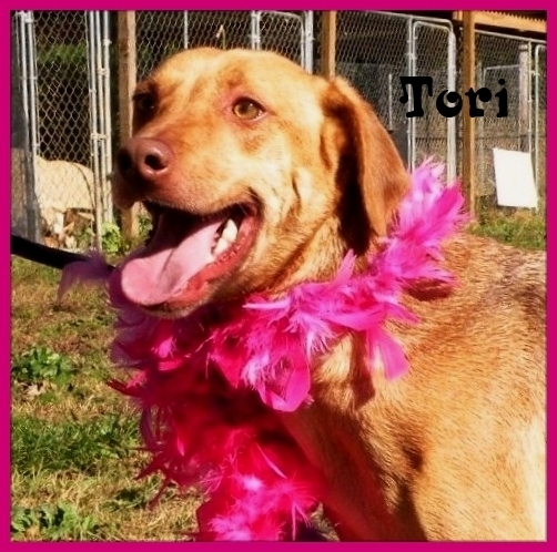 Tori, an adoptable Labrador Retriever, Shepherd in Dresden, TN, 38225 | Photo Image 1